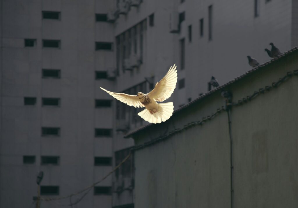 A picture of a dove in flight in an urban setting by photographer Sunguk Kim