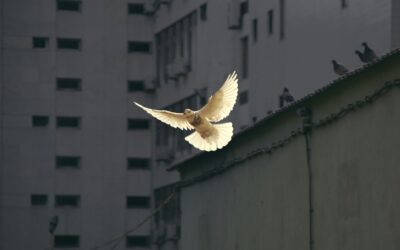 When Peace Finally Arrives
